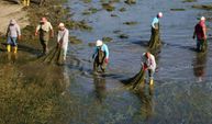 Seyhan Nehri’ni istila eden yosunlar temizleniyor