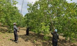 Deprem bölgesinde üreticinin yüzünü güldüren Çağlayancerit cevizi, modern tesislerde özenle işlenip paketlenerek piyasaya sürülüyor