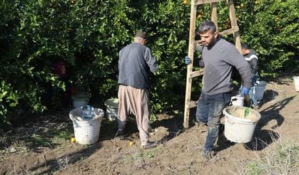 Çukurova'da narenciye bahçelerinde zorlu hasat