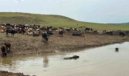 Diyarbakır’da hayvanların içme suyunun karşılandığı göletler onarılıyor