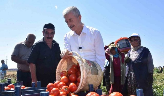 Şahinbey’de domatesin fiyatı tarladan pazara değişmiyor