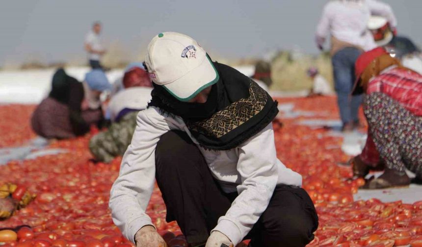 Diyarbakır’da kavurucu sıcakta işçilerin kurutmalık domates mesaisi başladı